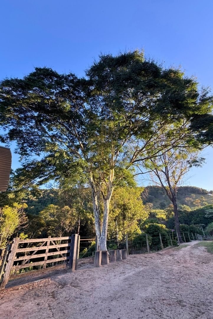 Fazenda Tombador em Itaúna/MG - Natureza Arvores