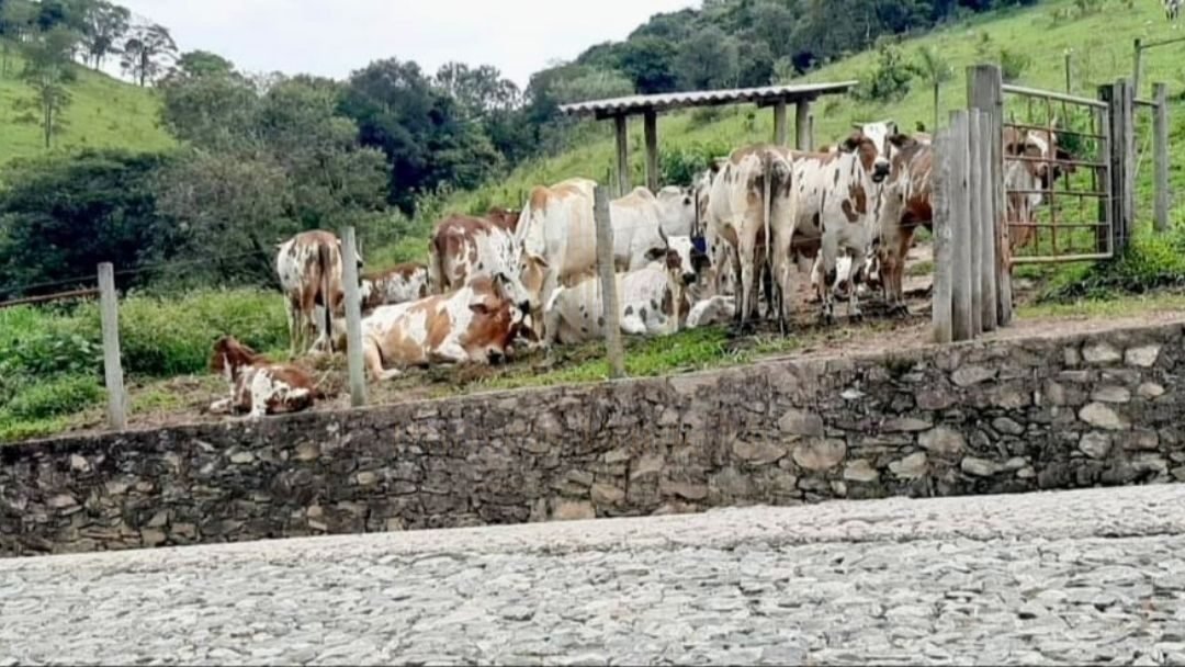 Fazenda Tombador em Itaúna/MG - Pasto Gado Pedra