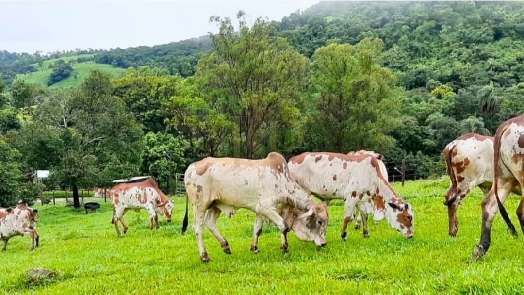 Fazenda Tombador em Itaúna/MG - Pasto Gado